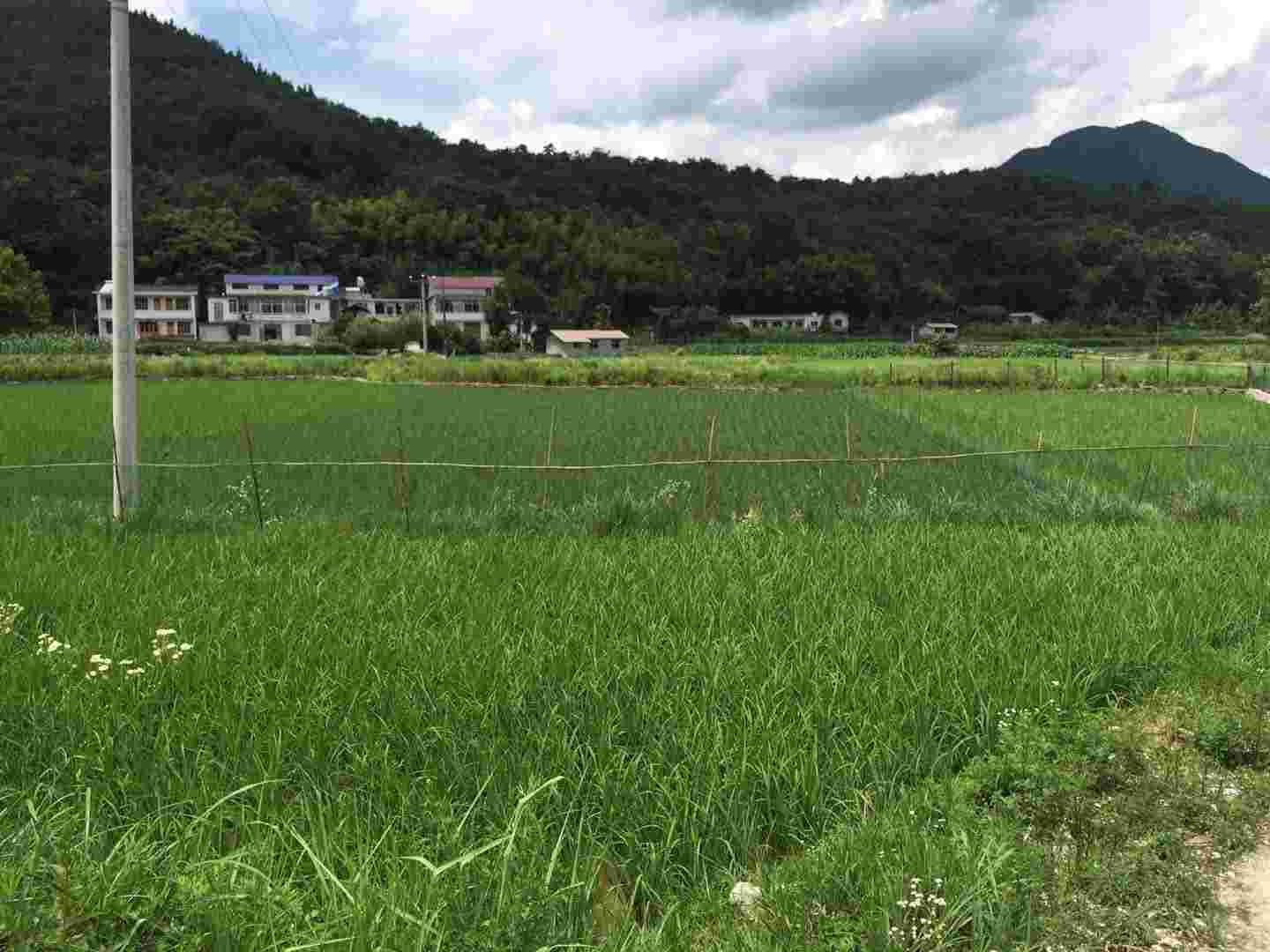 袁氏麓峰現(xiàn)代農業(yè)有限公司,長沙袁酒原材料基地管理,白酒銷售,酒類銷售哪里好 袁氏麓峰現(xiàn)代農業(yè)有限公司,長沙袁酒原材料基地管理,白酒銷售,酒類銷售哪里好