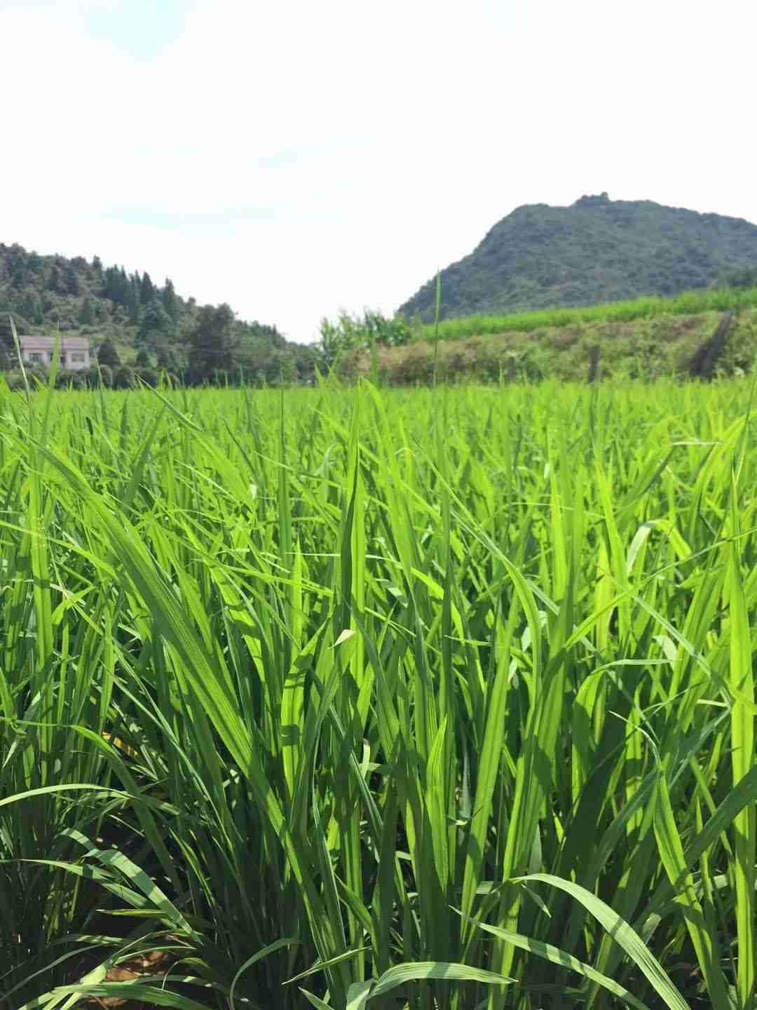 袁氏麓峰現(xiàn)代農業(yè)有限公司,長沙袁酒原材料基地管理,白酒銷售,酒類銷售哪里好 袁氏麓峰現(xiàn)代農業(yè)有限公司,長沙袁酒原材料基地管理,白酒銷售,酒類銷售哪里好